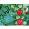 cherry tomatoes